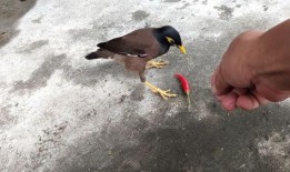 娱乐吃瓜小八哥是谁啊视频,网络红人的崛起之路